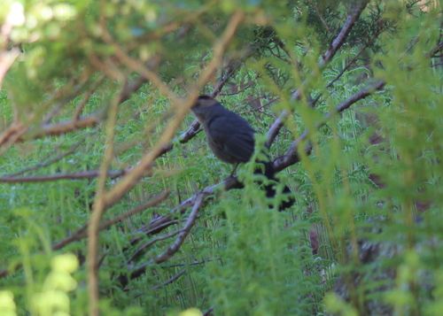 Gray Catbird photographed in New Hampshire