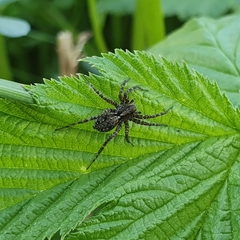 Acantholycosa lignaria