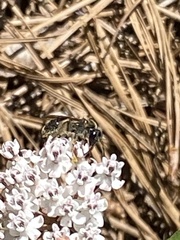 Andrena crataegi
