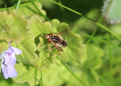 Anasimyia anausis