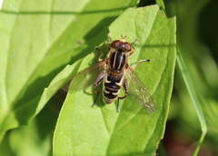 Anasimyia anausis