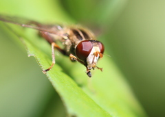 Anasimyia anausis