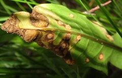 Puccinia dioicae silvatica