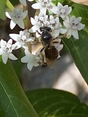 Andrena crataegi