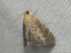 Stegea eripalis