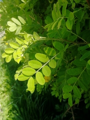 Caragana arborescens
