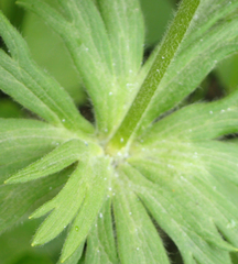 Anemonastrum