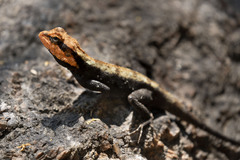 Psammophilus dorsalis