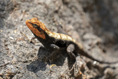 Psammophilus dorsalis