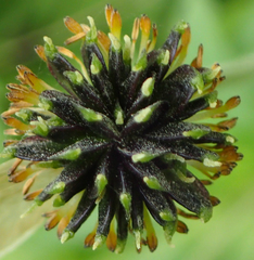 Anemonastrum