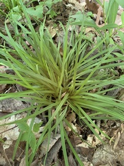 Carex cumberlandensis