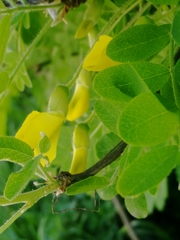 Caragana arborescens
