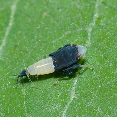 Scaphoideus incisus