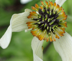Anemonastrum