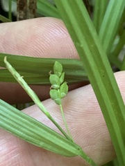 Carex cumberlandensis
