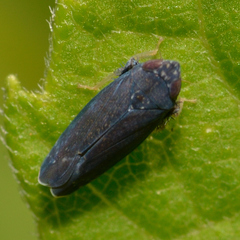 Scaphytopius nigrifrons