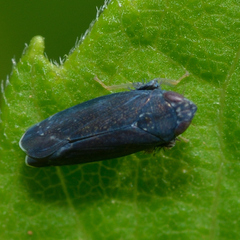 Scaphytopius nigrifrons