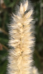 Melica transsilvanica