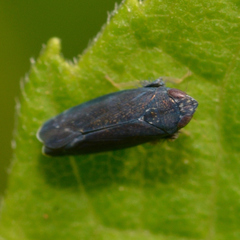 Scaphytopius nigrifrons