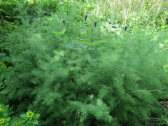 Asparagus tenuifolius