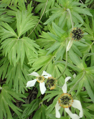 Anemonastrum