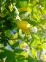 Caragana arborescens