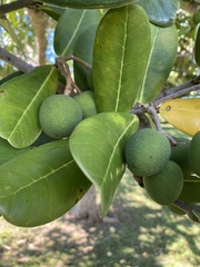 Calophyllum inophyllum