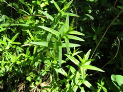 Scutellaria baicalensis