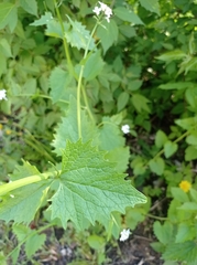 Alliaria petiolata