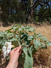 Datura wrightii