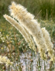 Melica transsilvanica