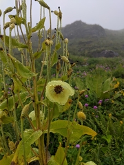 Meconopsis regia