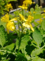 Chelidonium majus