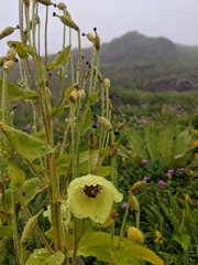 Meconopsis regia