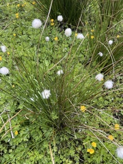 Eriophorum vaginatum