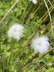 Eriophorum vaginatum
