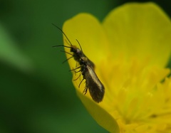 Micropterix calthella