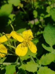 Chelidonium majus