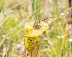 Dromogomphus armatus