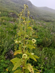 Meconopsis regia