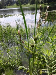Sparganium eurycarpum