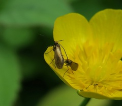 Micropterix calthella