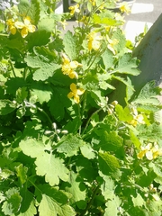Chelidonium majus