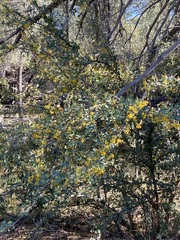 Berberis higginsiae