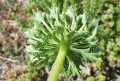 Daucus carota hispanicus