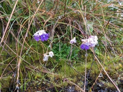 Primula primulina