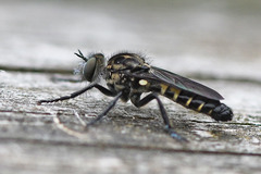 Cyrtopogon lateralis
