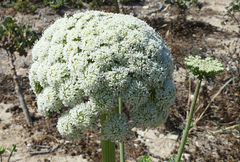 Daucus carota hispanicus
