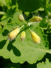 Chelidonium majus