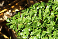 Daucus carota hispanicus